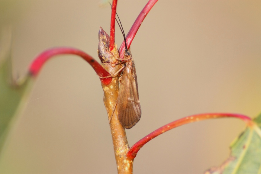 Limnephilidae: Anabolia lombarda